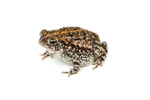 Anaxyrus (Bufo) quercicus